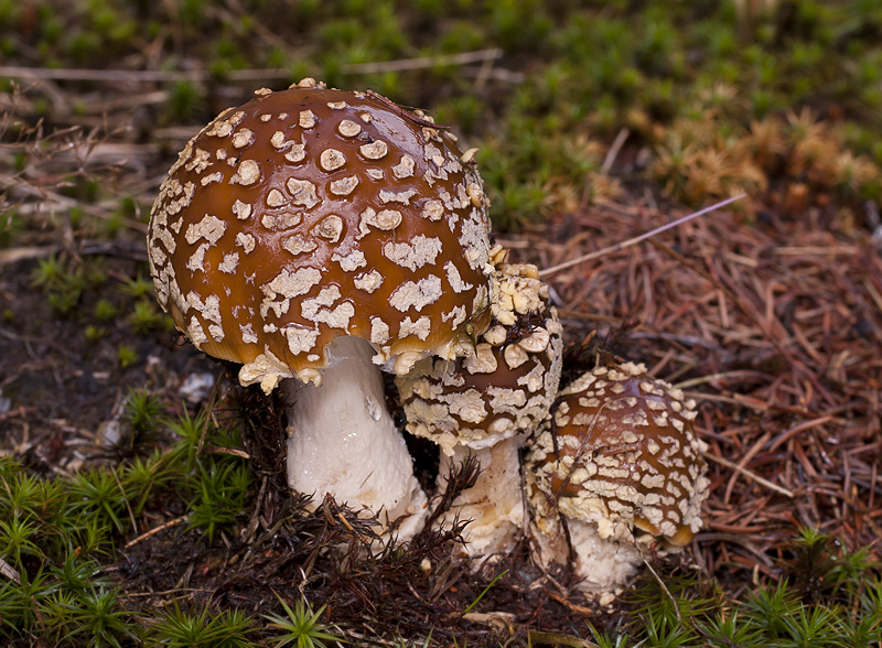 Amanita muscaria var. regalis